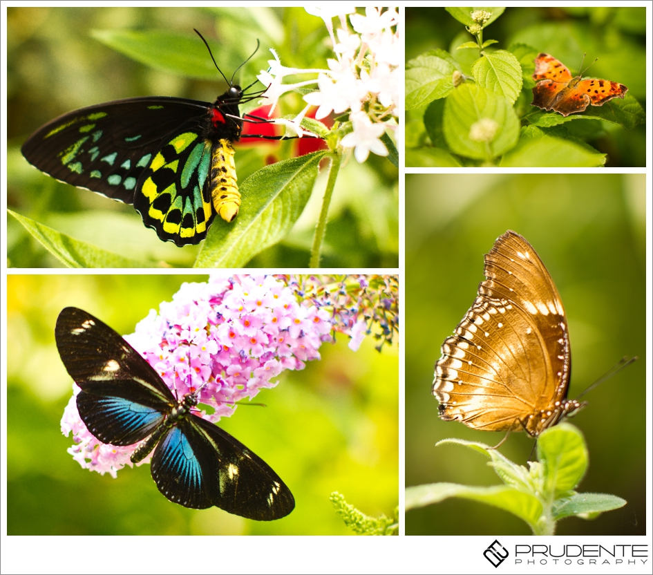 The Butterfly Place Westford, MA photography