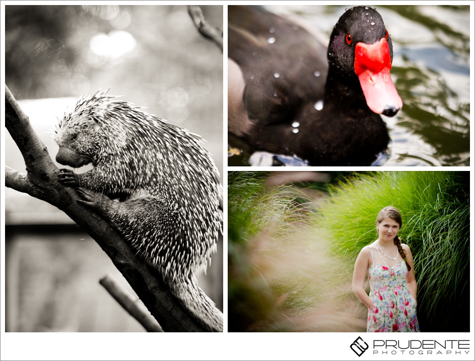 Boston wedding photographers go to the zoo