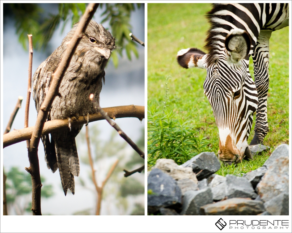 Franklin Park Zoo Tenants