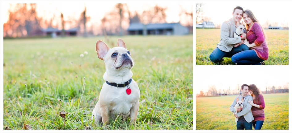 Frenchie family portraits