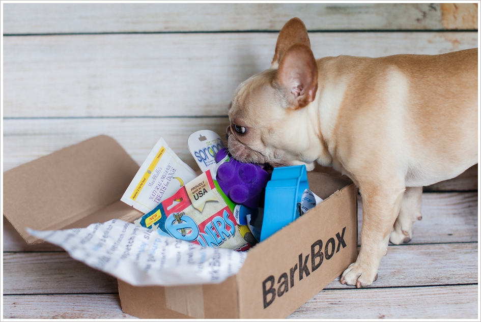 French bulldog and bark box