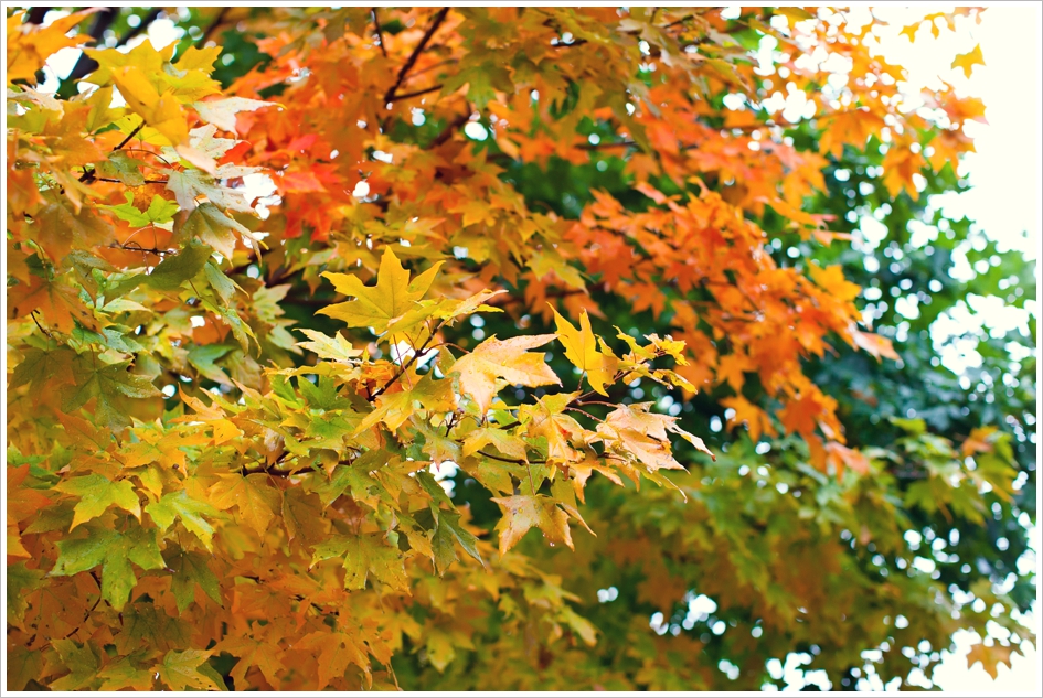 Fall engagement session