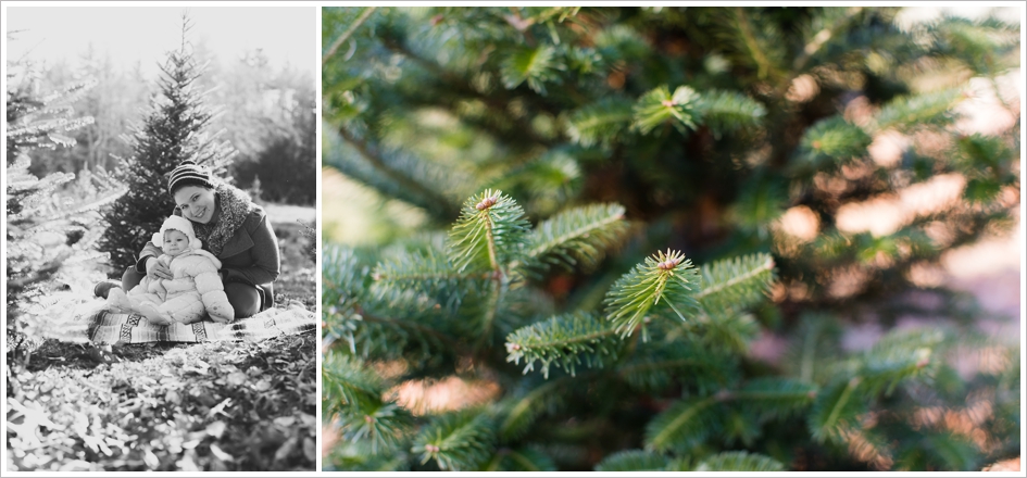 Sleighbell Farm Christmas Tree Sutton