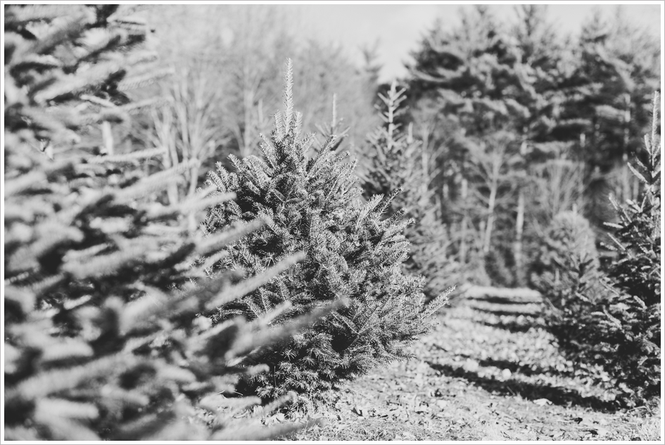 Sleighbell Farm Christmas Tree Sutton