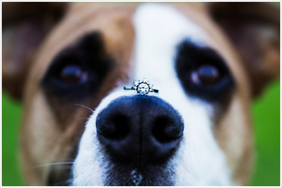 Pet Engagement Photography